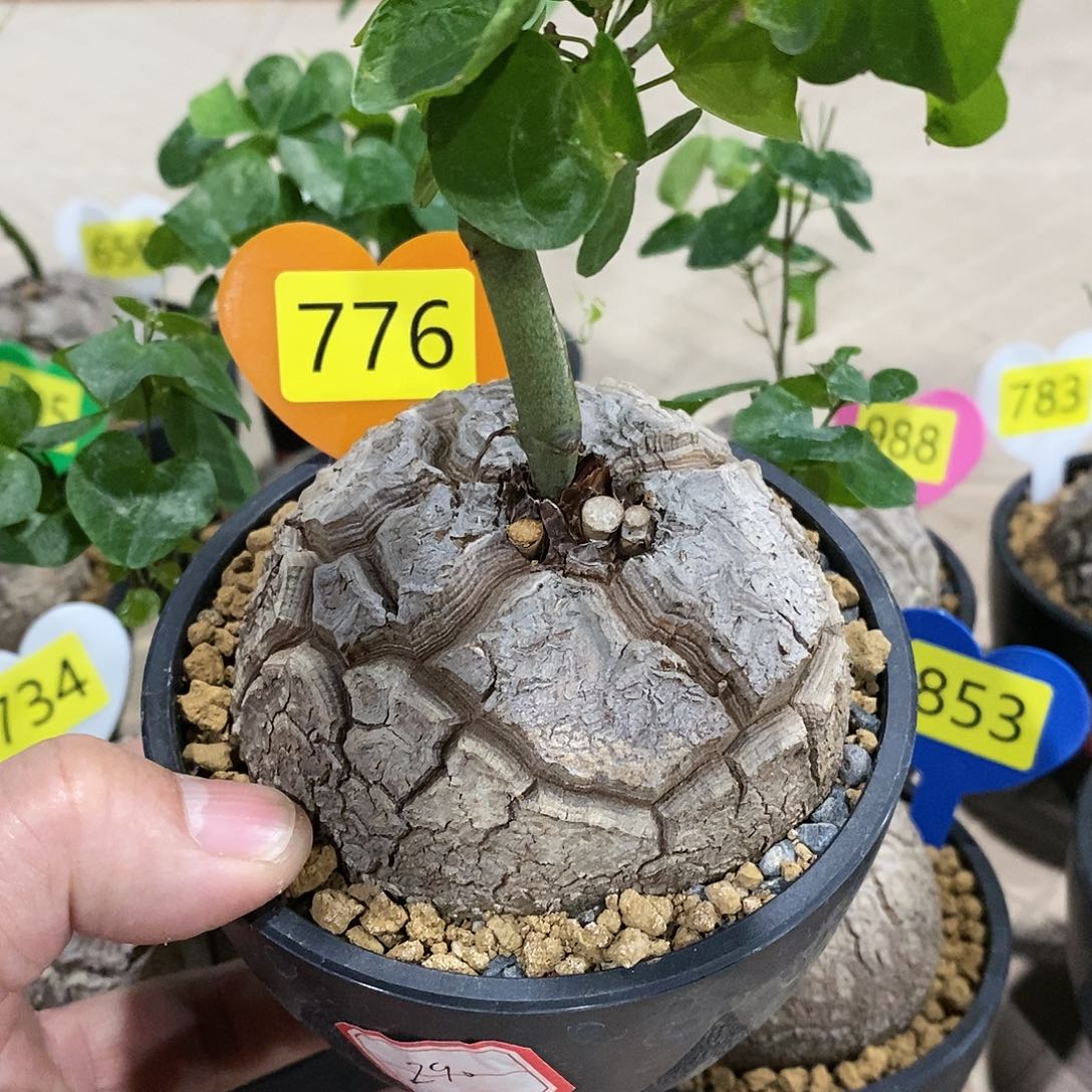 南非龟甲龙龟甲龙