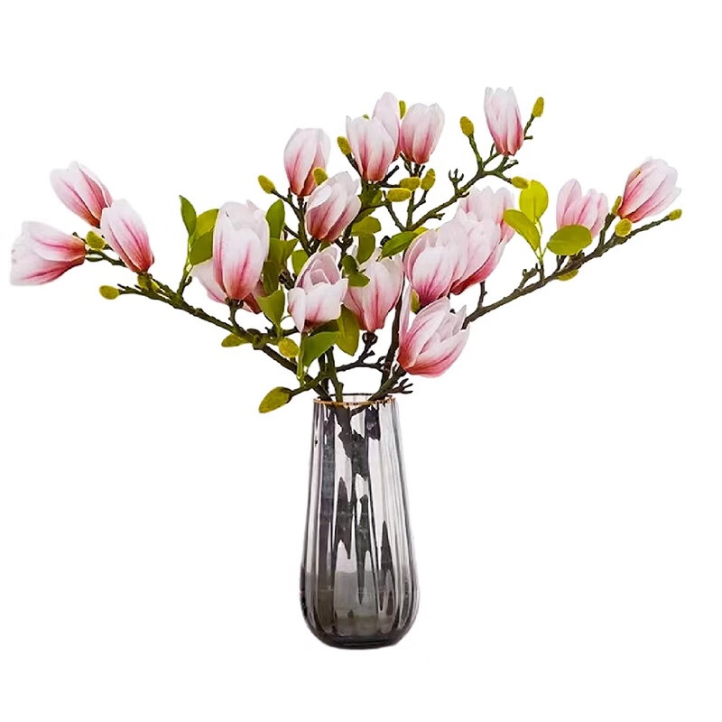 水培玉兰带花苞室内好养净化空气浓香绿植花卉买一发五