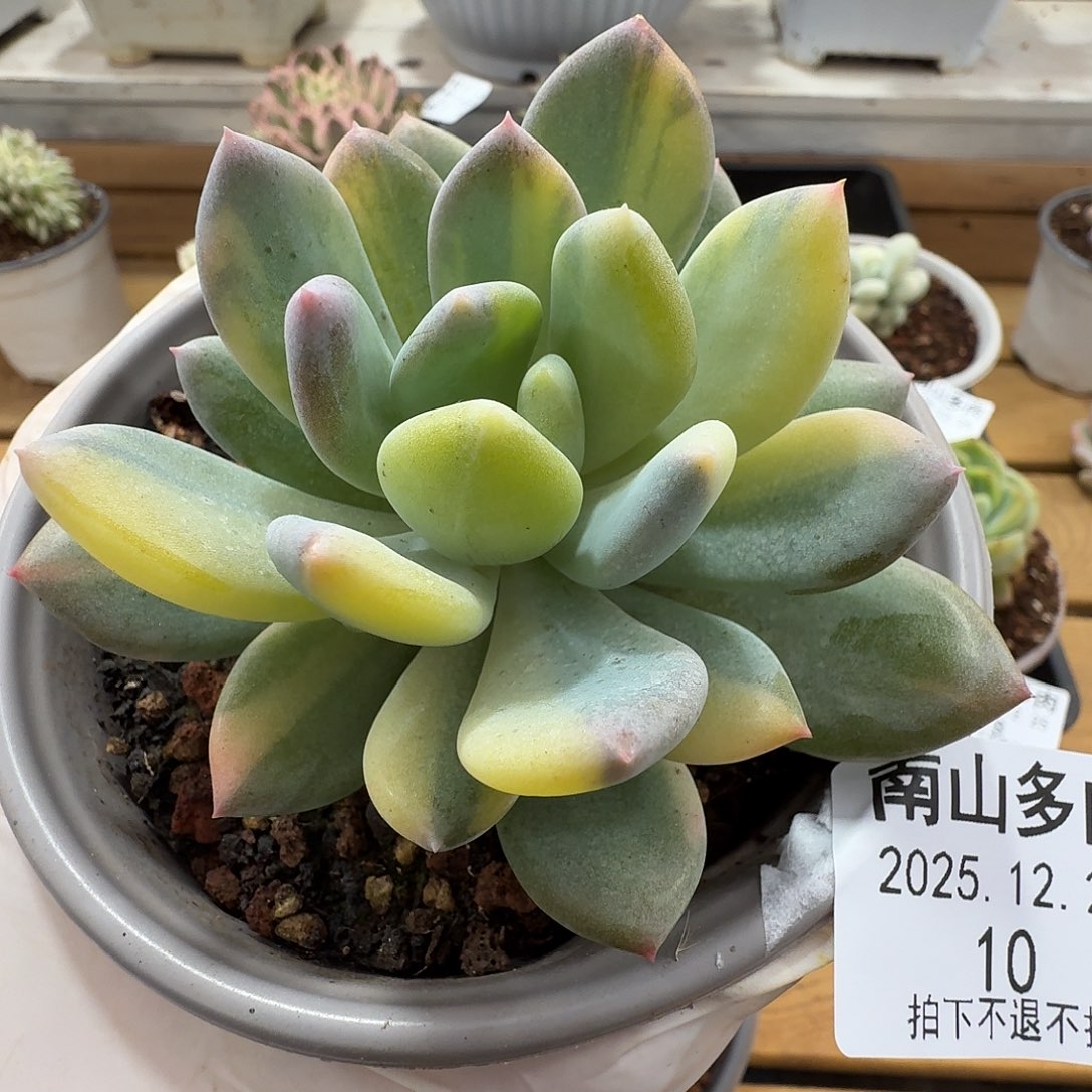 灰姑娘拉丝锦111225-10