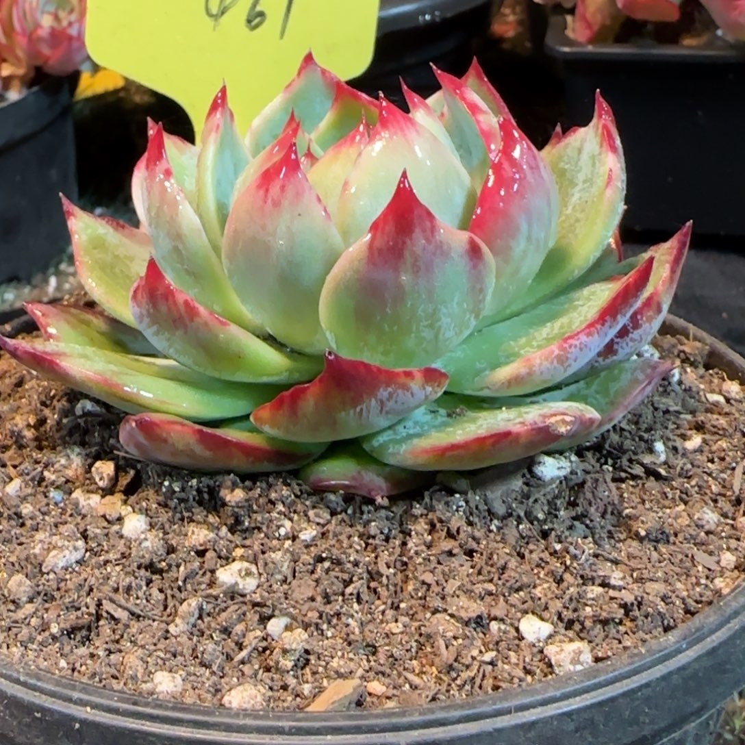 花脸拉丝惊鸿一物一拍包装收缩花461