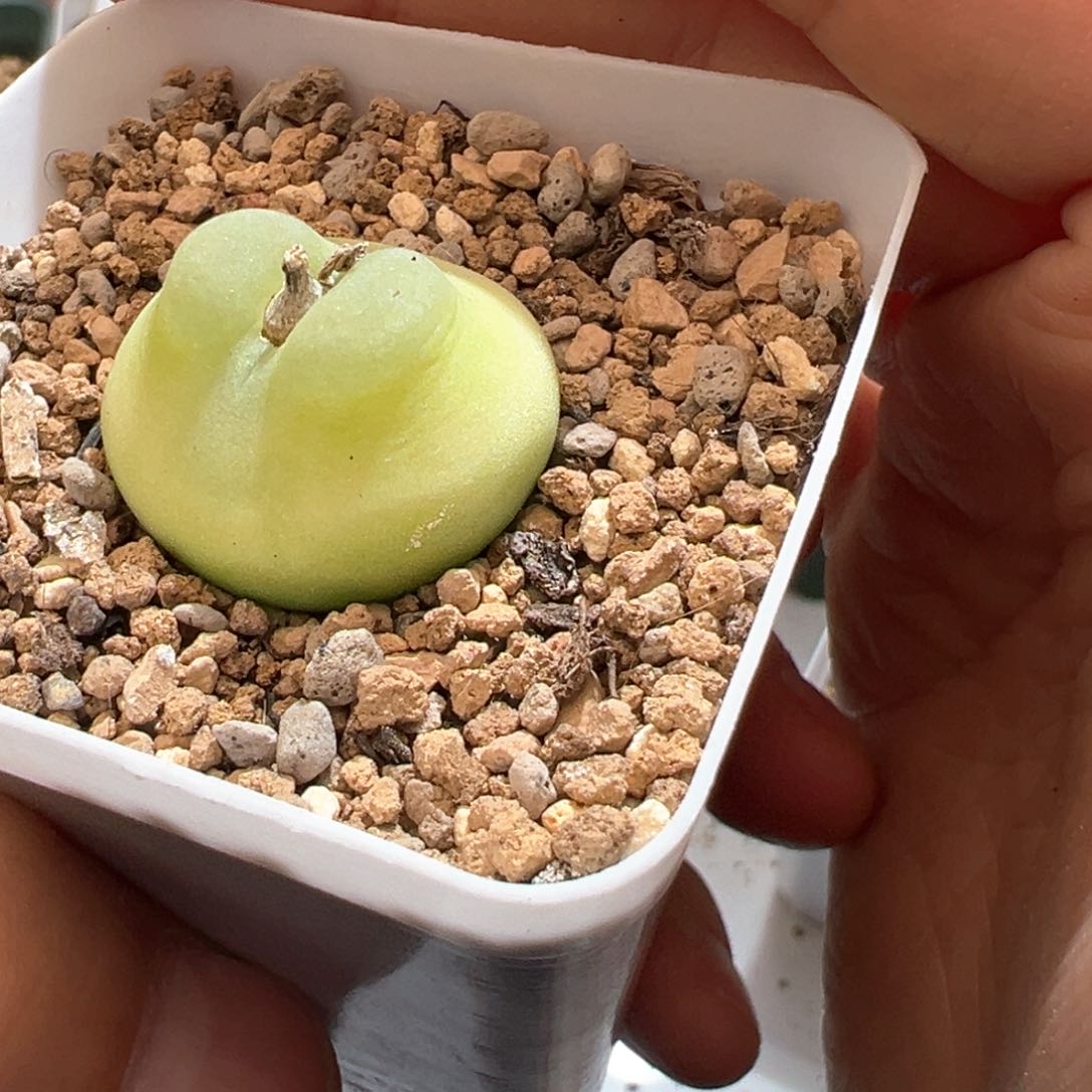 胖***米56。日系桃尻娘拉登