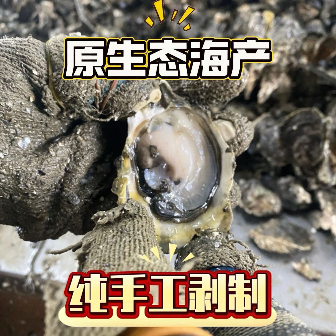 东风埭珠蚝现撬黑蛎蚝新鲜食用海蛎肉牡蛎肉蚝洛专用6斤装生蚝肉