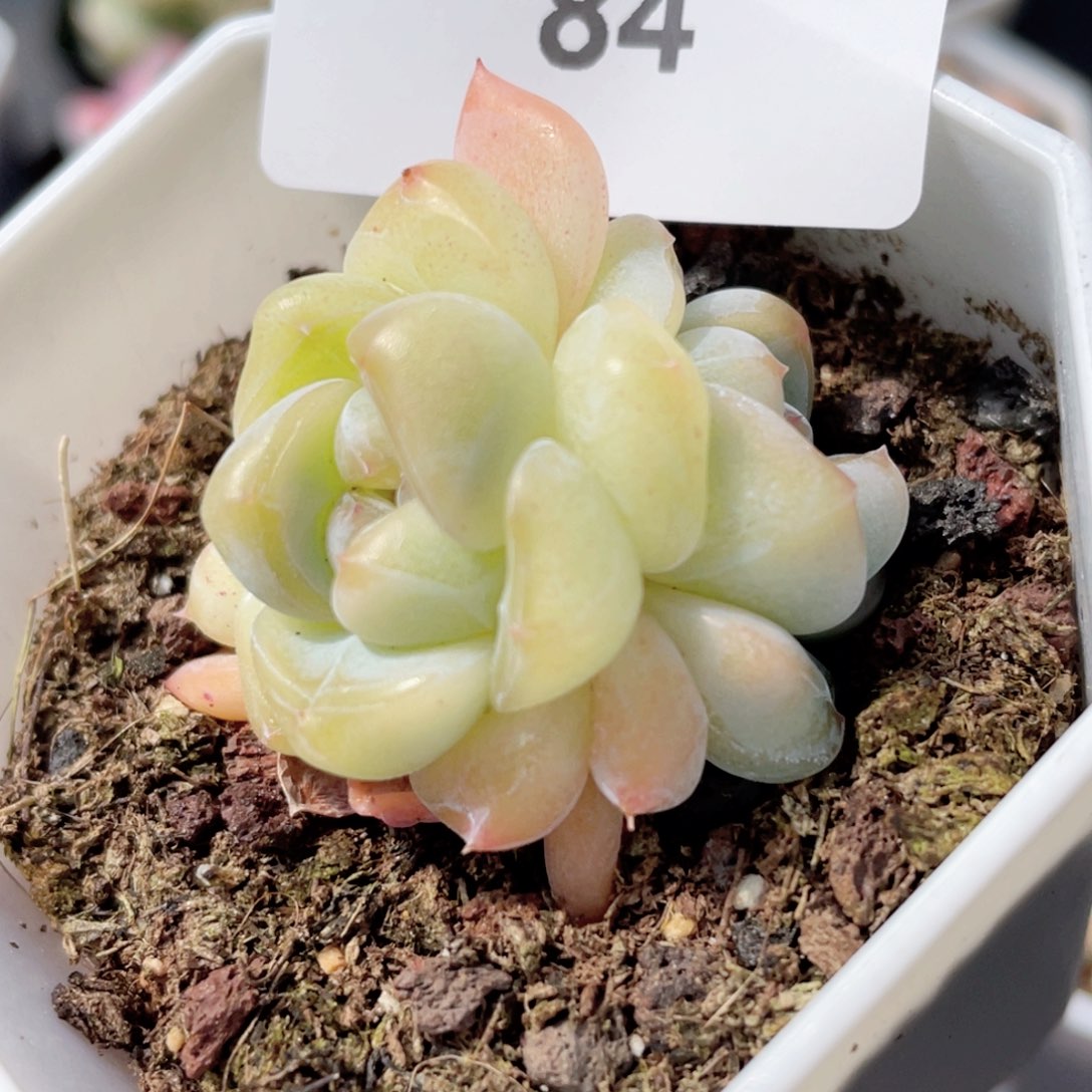 84号糖心冰心珍妮