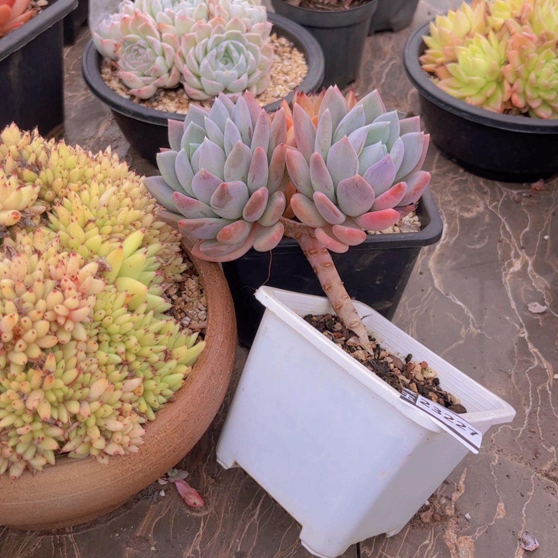 胖美人多肉植物23227