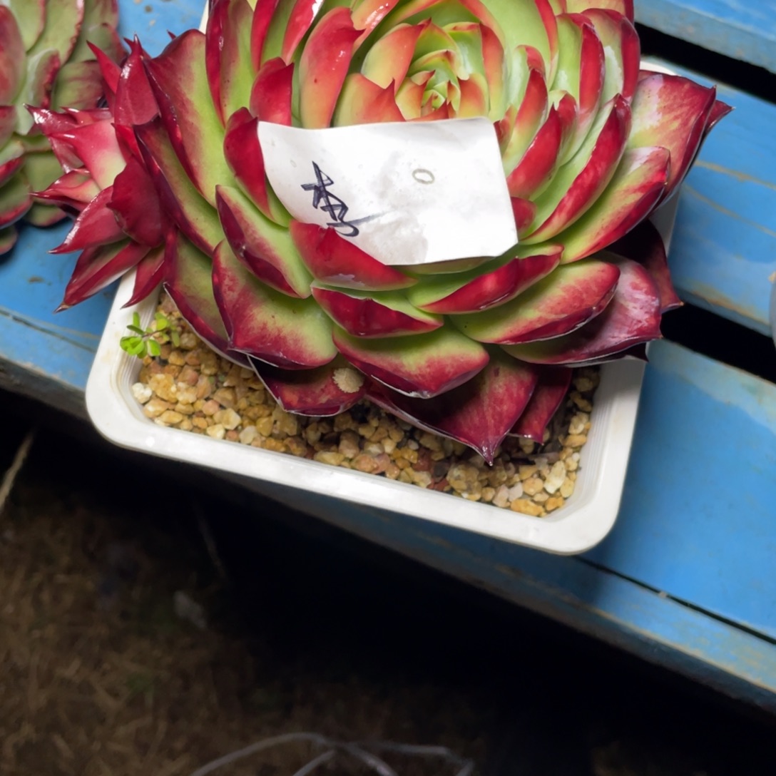 李***子惊鸿仙子不包整散