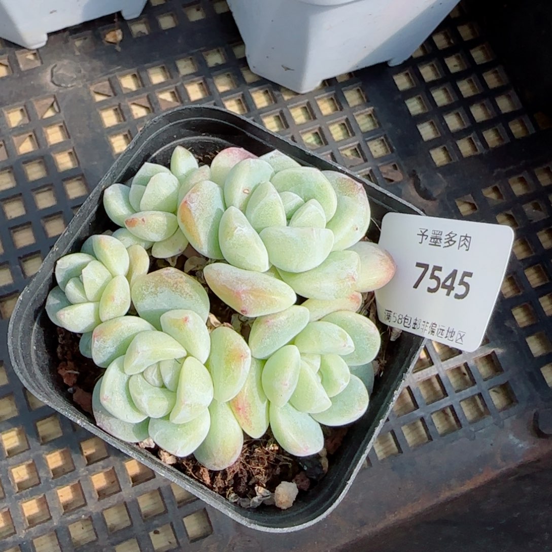 冰玉无砍，7545多肉植物