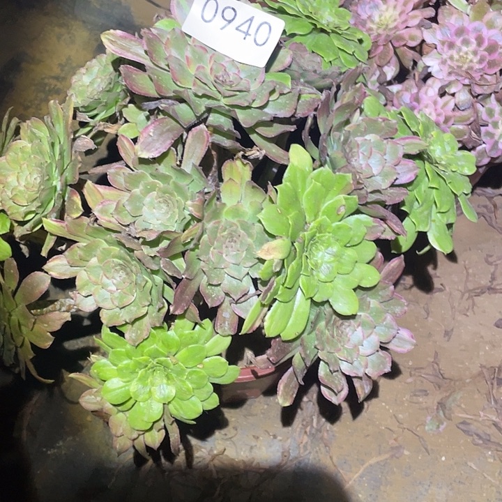 星*?多肉植物法师940粉黛