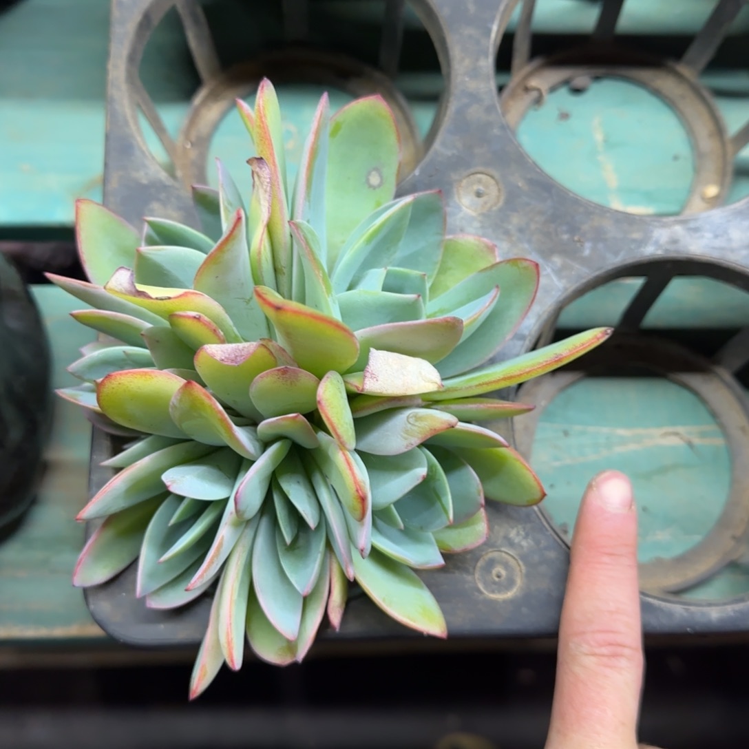 7头布鲁兰，发货点延迟