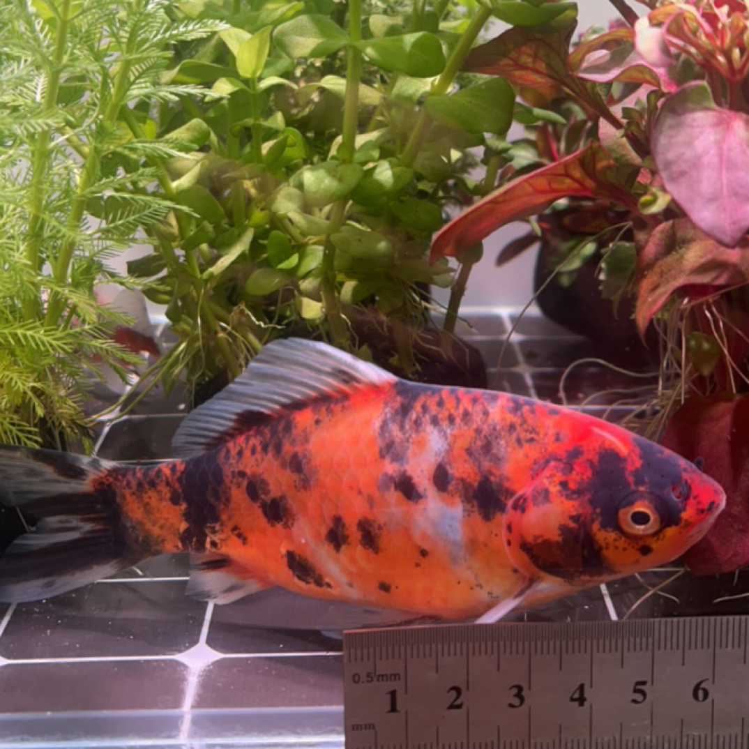 174号15公分黄虎皮斑点虎短尾草金鱼（母鱼）