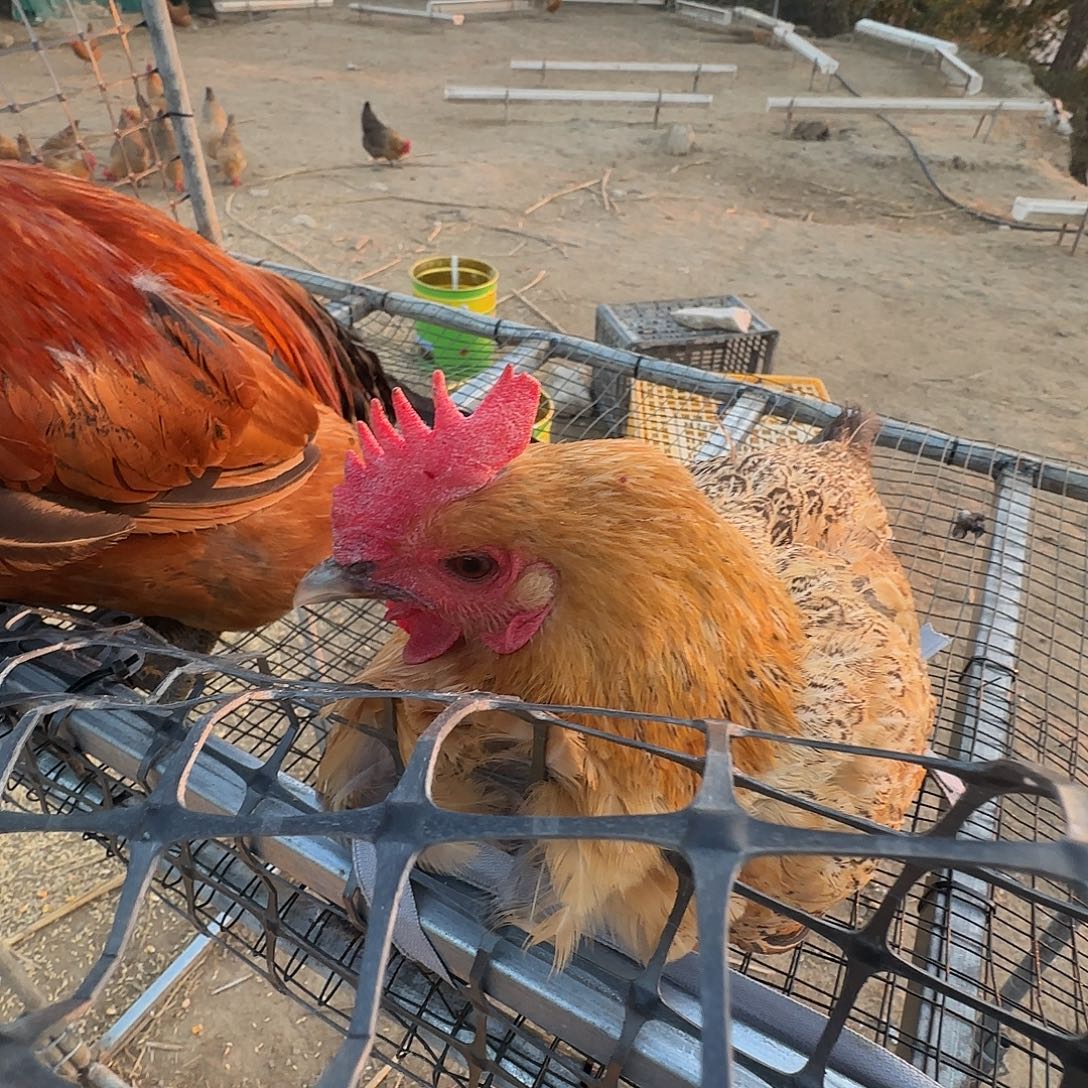 3天包装母鸡400天+30枚初生