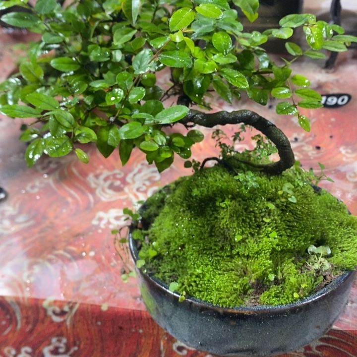 用***尘无花朵退款拉黑拉黑203