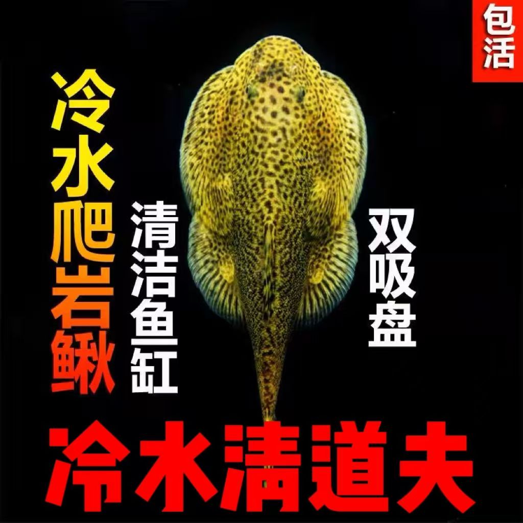 冷水鱼 贵州原生爬岩鳅 清洁鱼缸 除藻 淡水 工具鱼 双吸盘 好养