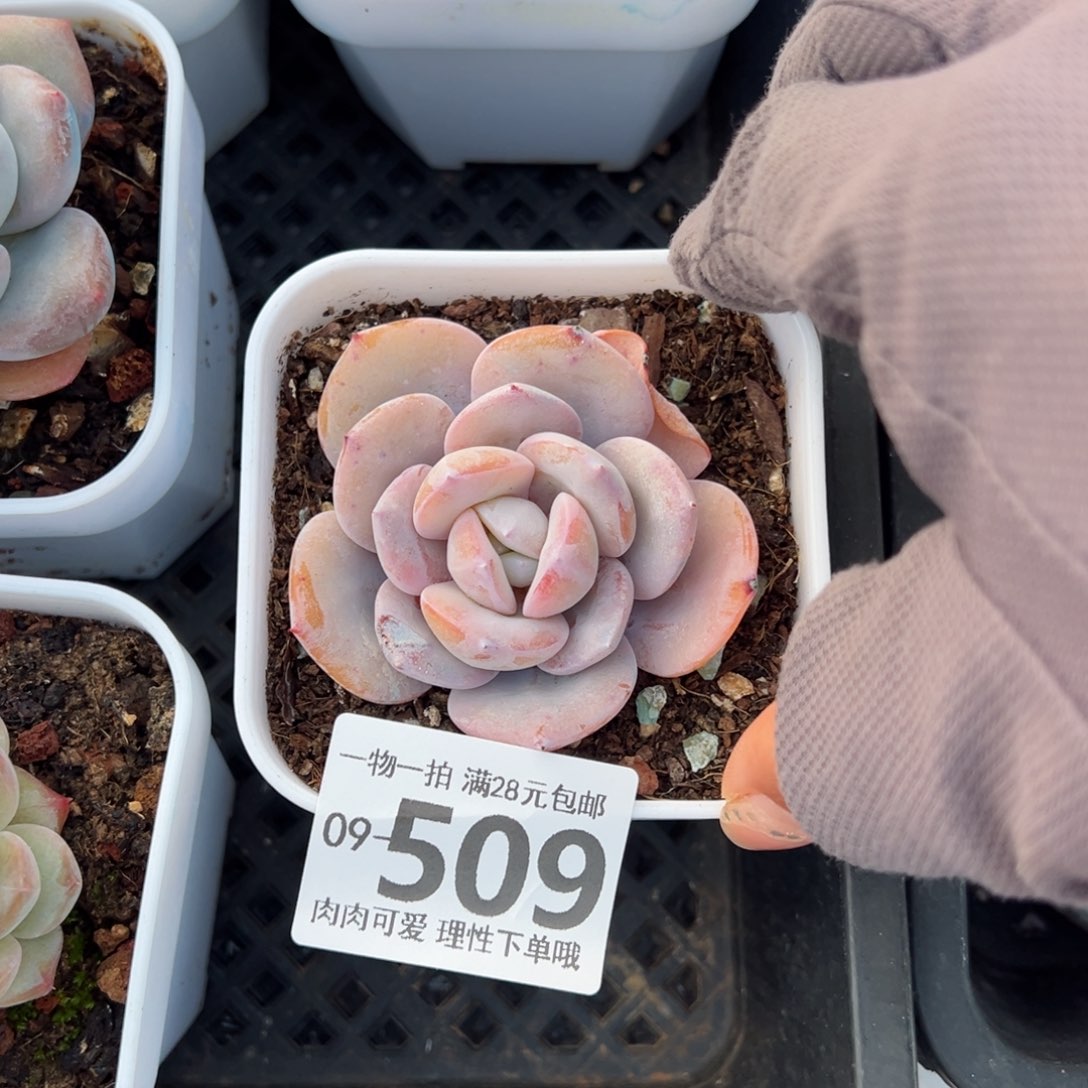 奶茶，多肉多肉多肉多肉