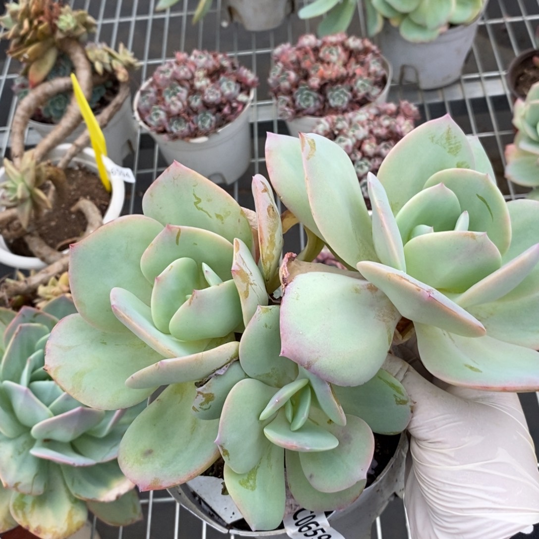 6595白凤多头一物一拍