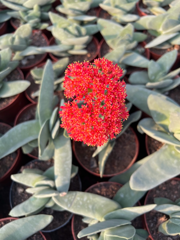 神刀仙人球大戟科仙人球