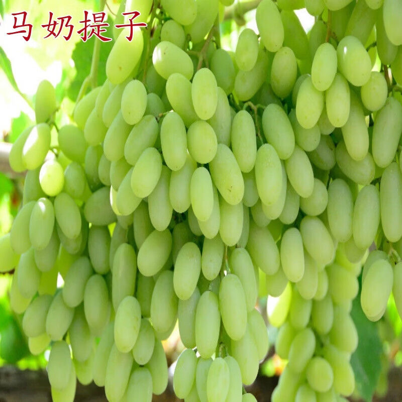马奶提子葡萄树苗南方北方阳台庭院盆栽地