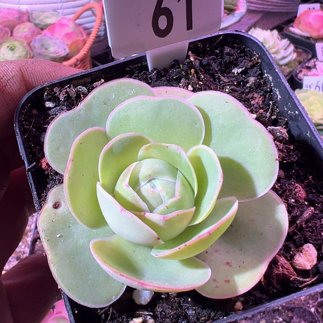 红唇61山地玫瑰多肉