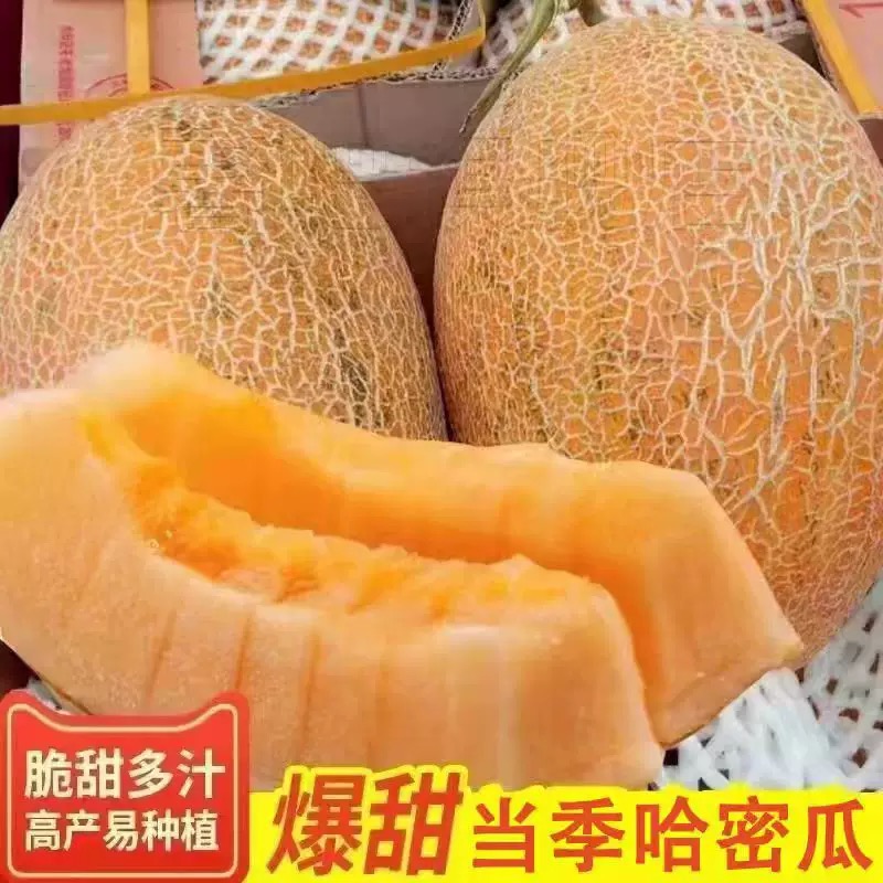 【明天到】正宗新疆哈密瓜新鲜水果3-8斤1个装吐鲁番金色年华黄皮火焰网纹蜜瓜T新疆维吾尔自治区