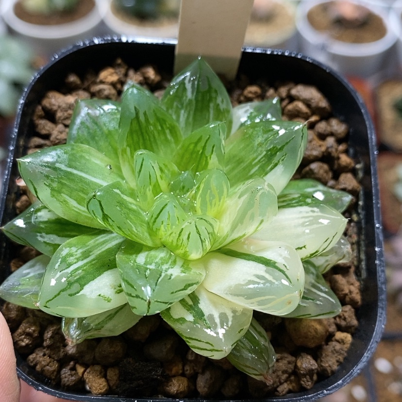 【闪购商品】95花火