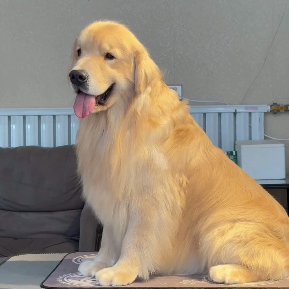 【金色晨曦】cku双血统赛级金毛宠物活体小狗萌宠