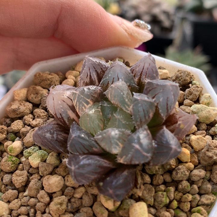 巨大赤线玉露锦带sex土