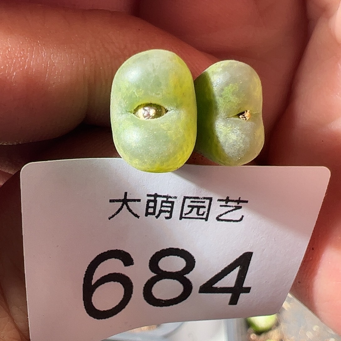 一物一拍。       684