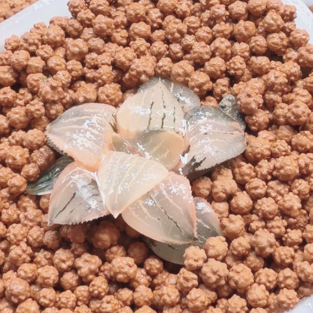 十二卷亲指姬锦糊班