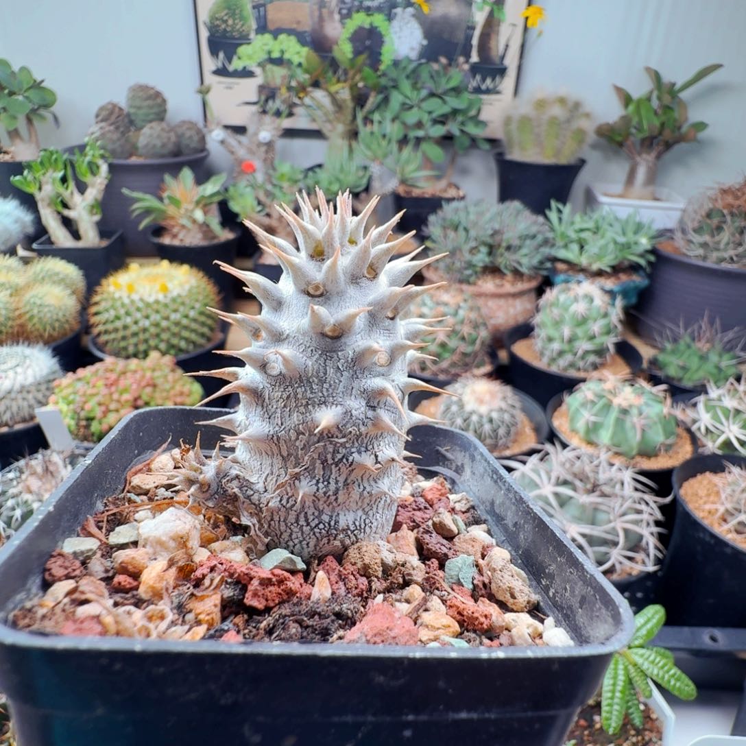 36筒碟春带盆发货