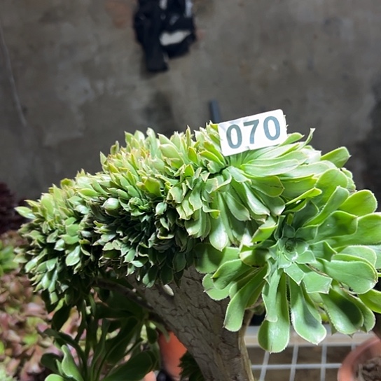 章***华多肉植物一个妖070