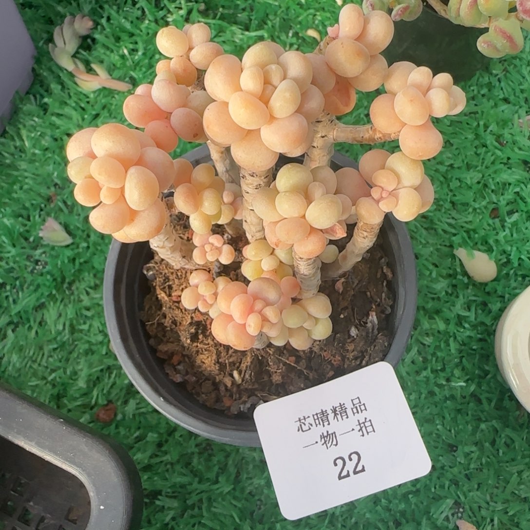闪购精品多肉22号