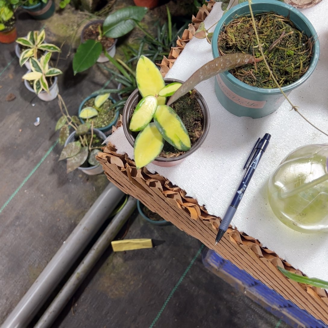 许***彬无花朵小叶寄生内