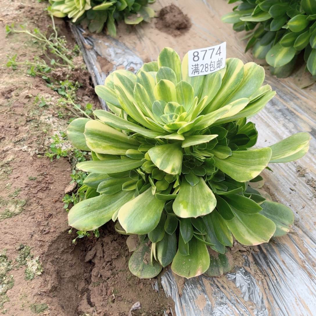 X. 8774五彩琉璃多肉