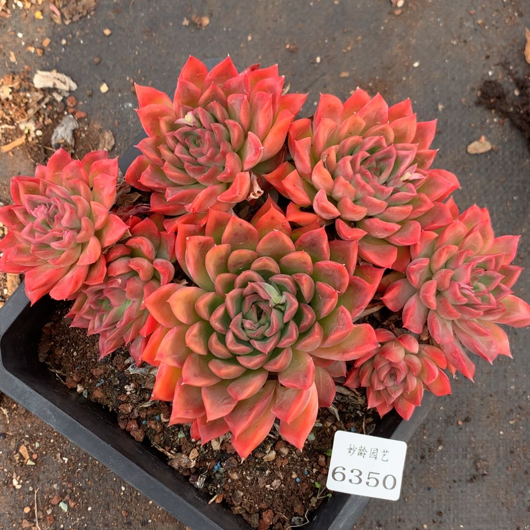 6350杂交多肉老桩