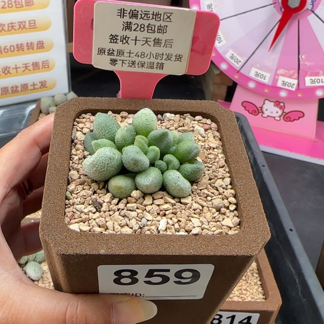 团***团859银之卵多肉植物