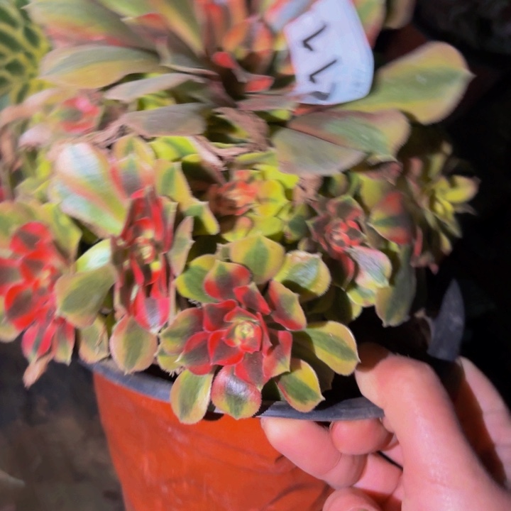 211红袖多肉植物不售后