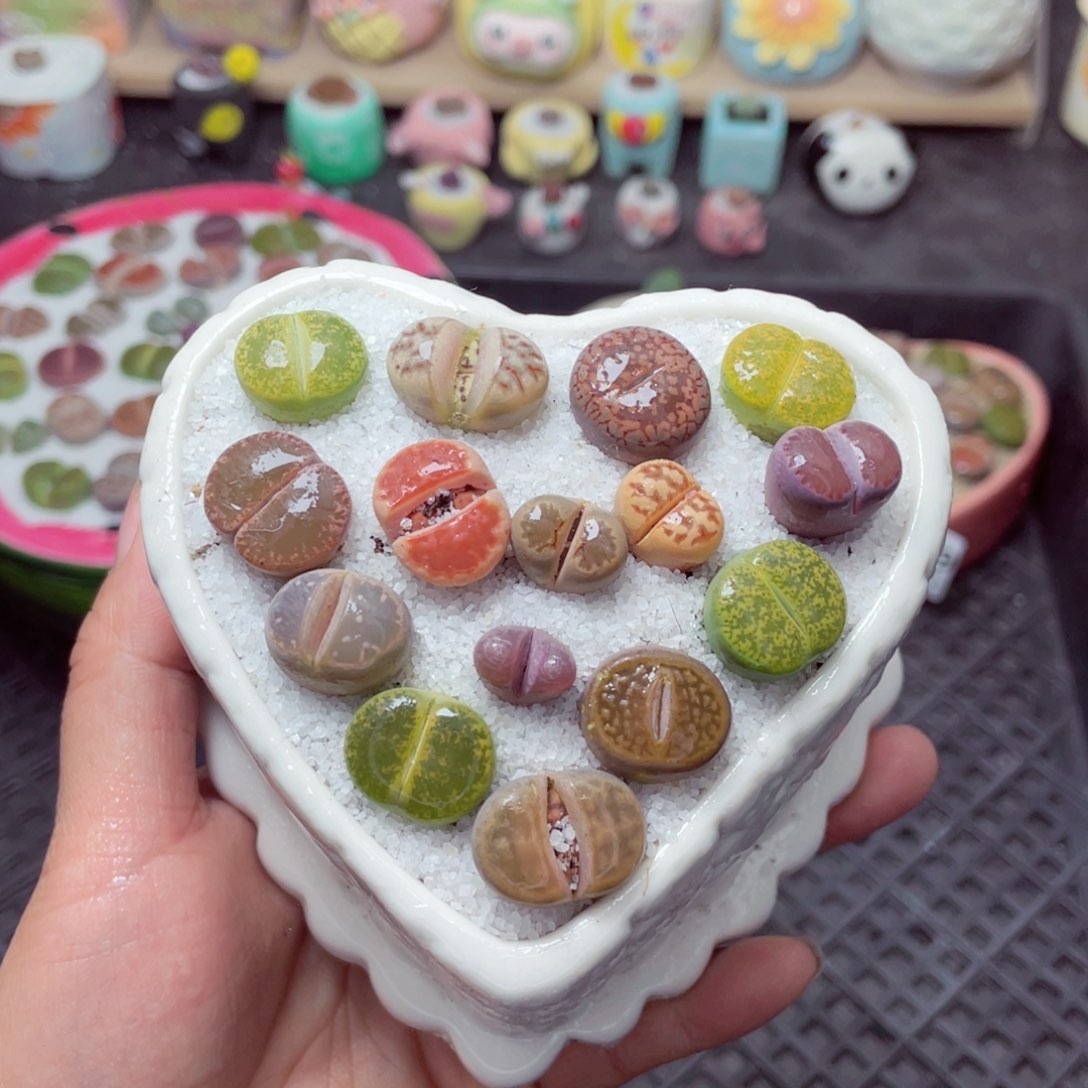 w3213 带盆土发货-零下地区拍保温箱