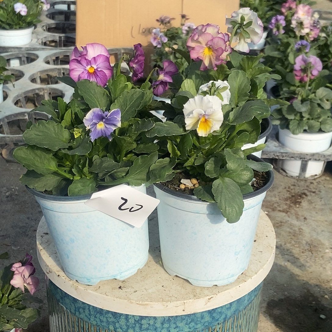 大部分花苞少量开放20