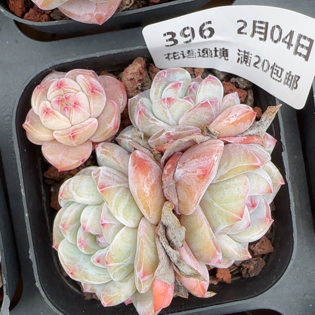 花语逸镜0204-396