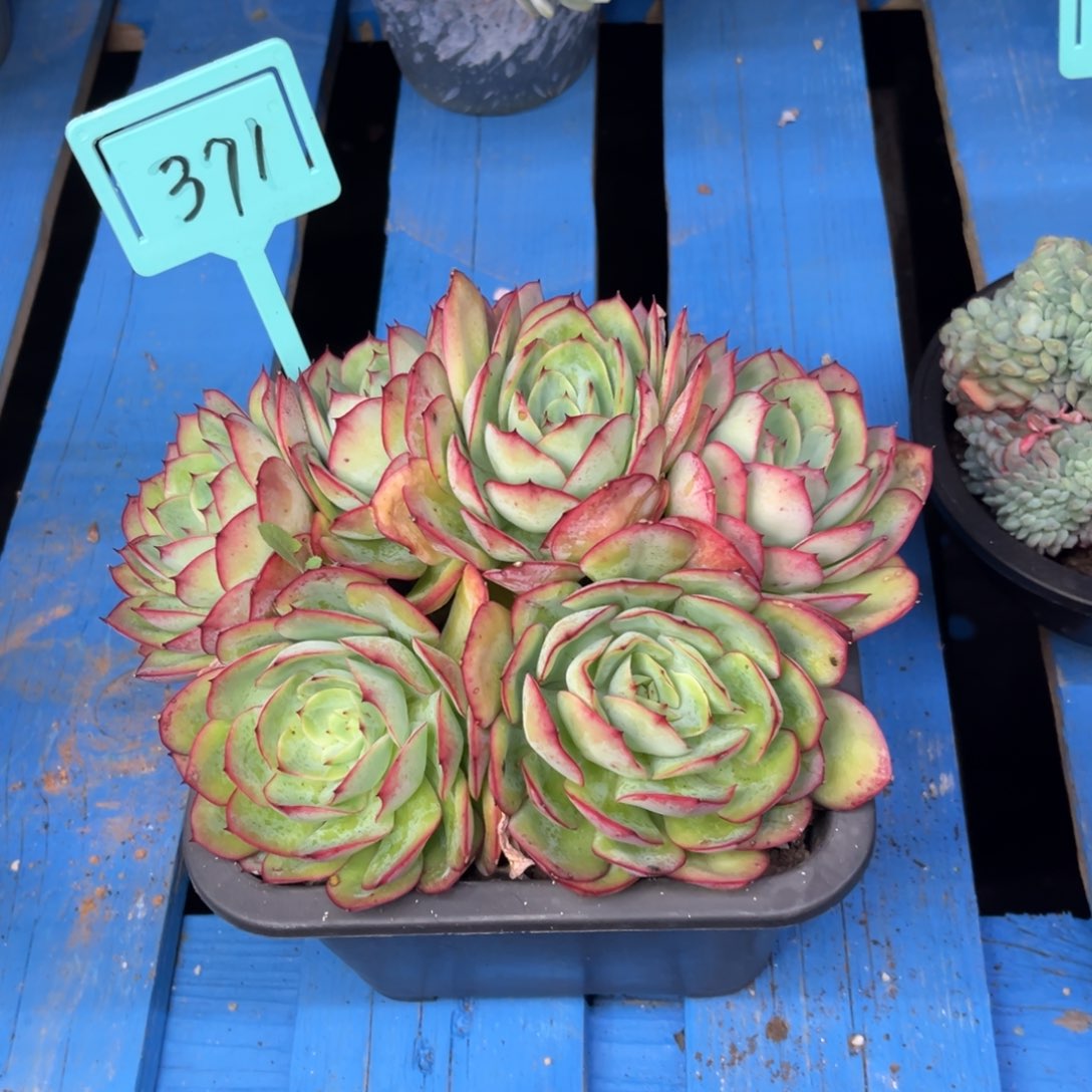 小雨多肉牡丹亭群