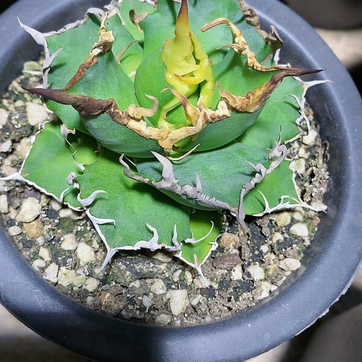 多肉植物龙蛇兰植物