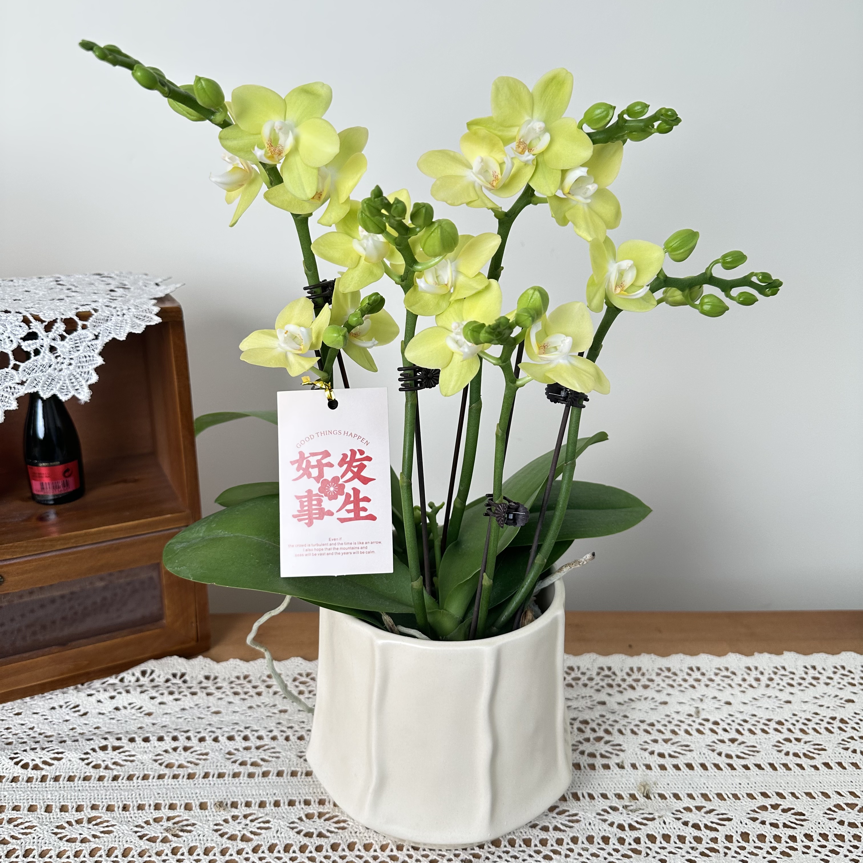 慕兰优选【台大微笑】蝴蝶花卉组盆客厅摆设种植基地发货2-5