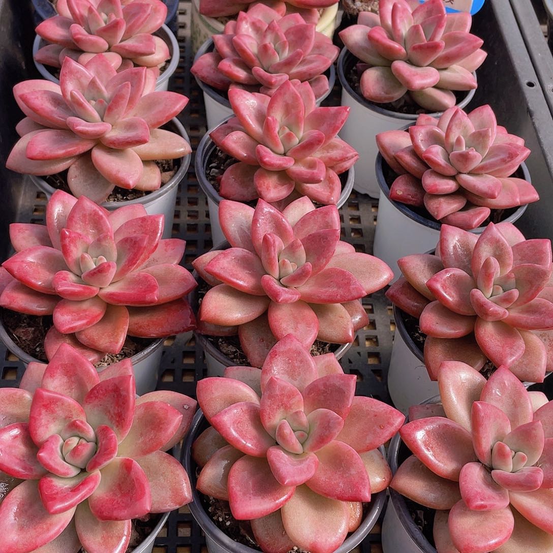 量拍70号 赫菲斯托大单头一个