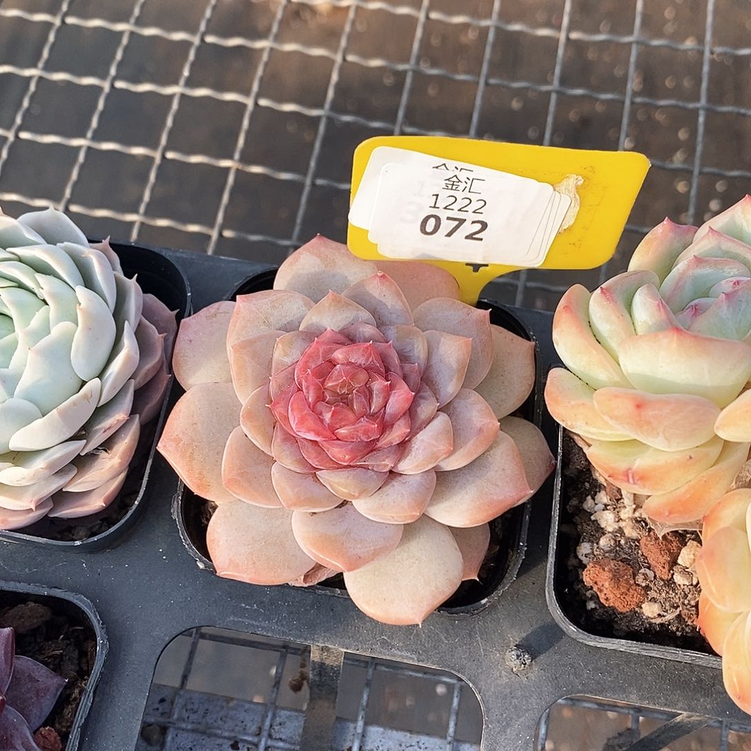 福利多多。1222072