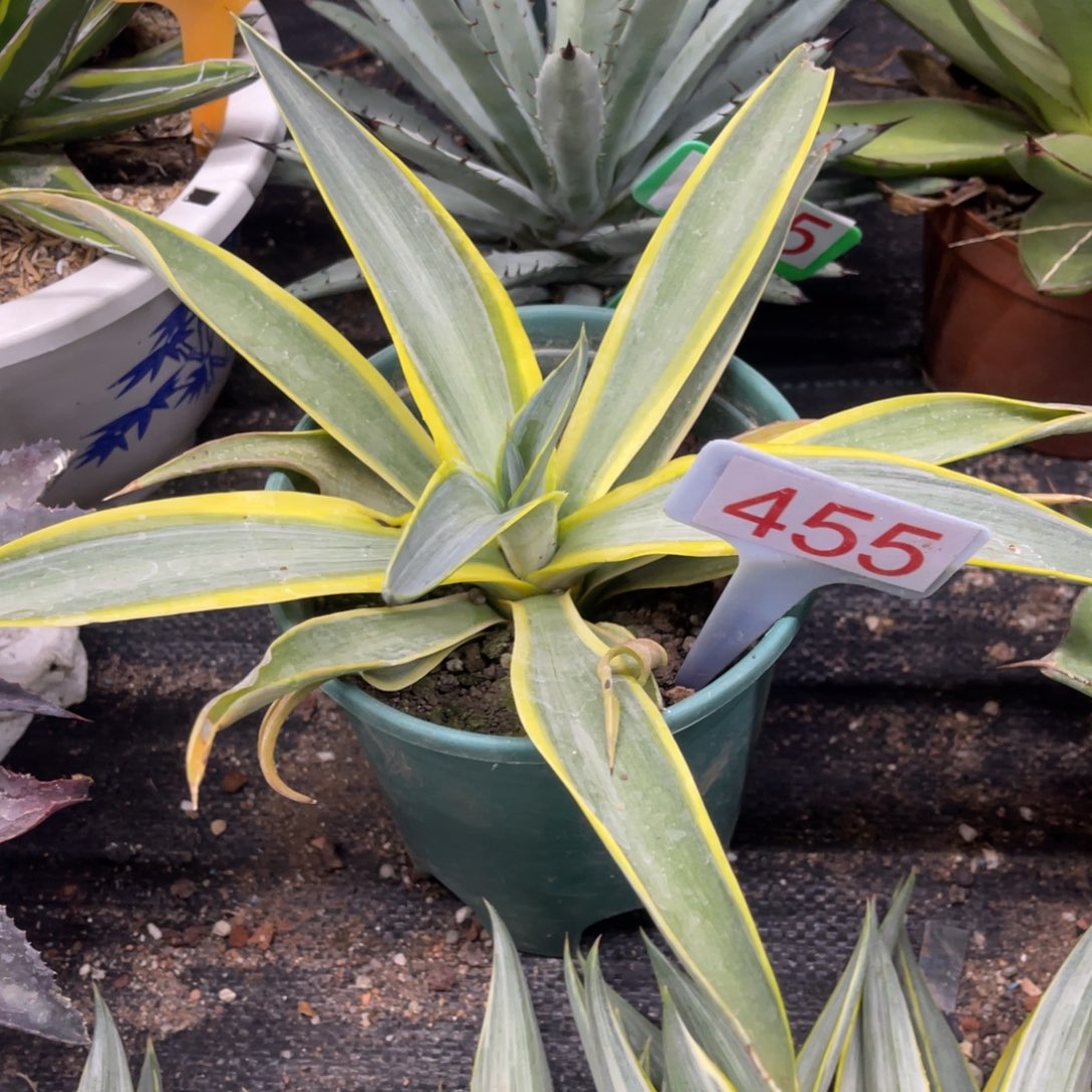 银河旅人龙舌兰系列455号