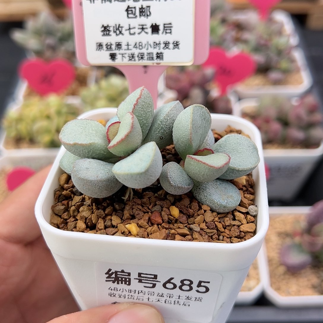 685白雪公主多肉