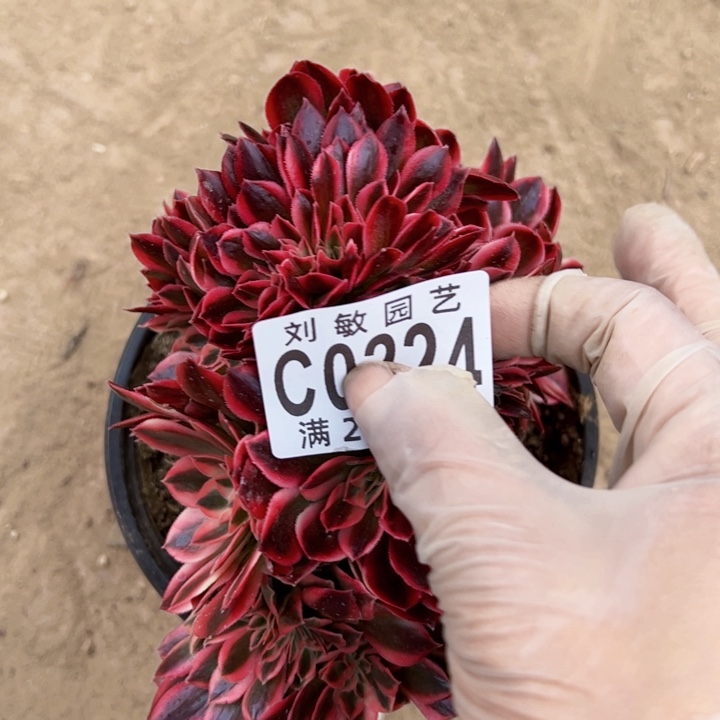 0224多肉植物法师法师