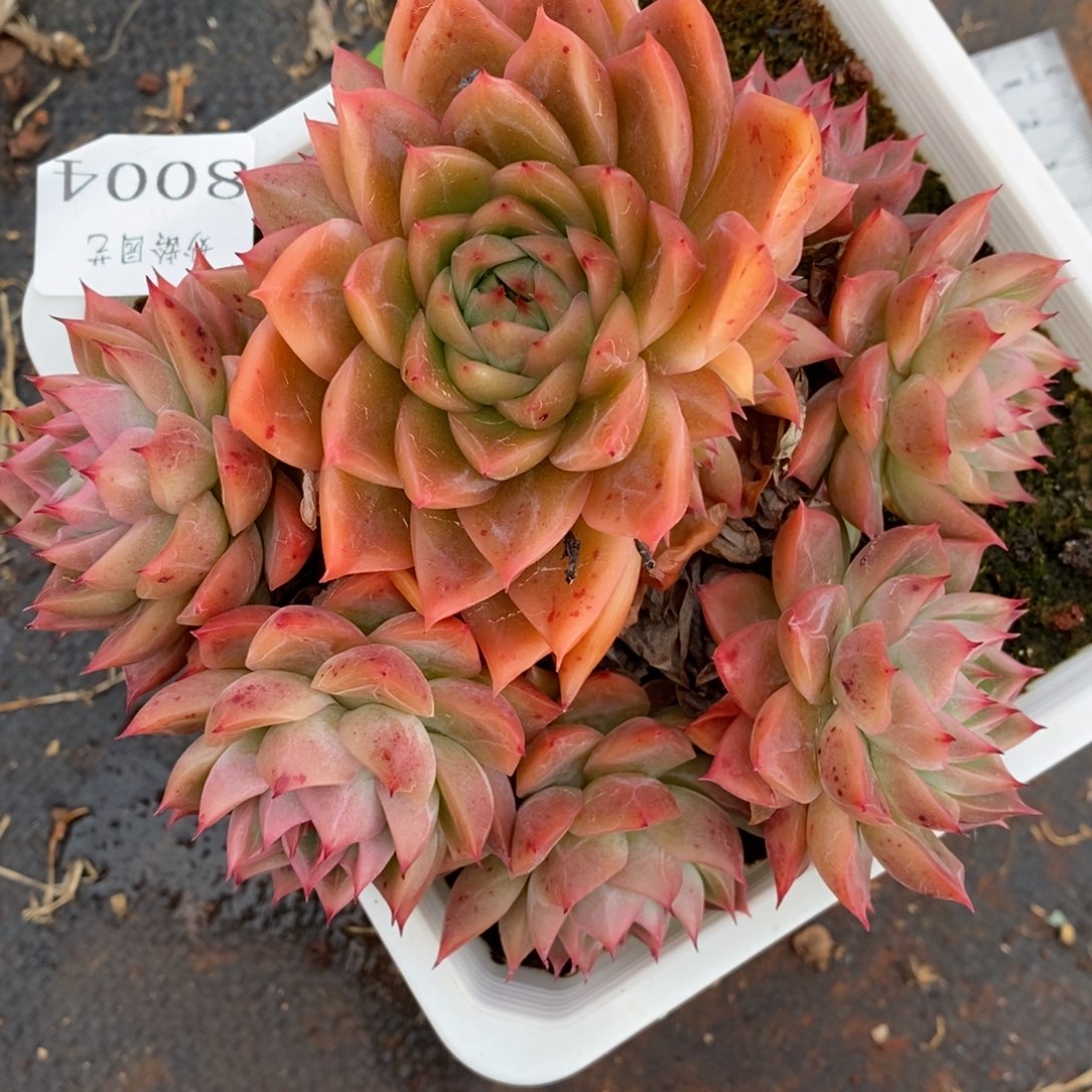 8004杂交多肉老桩