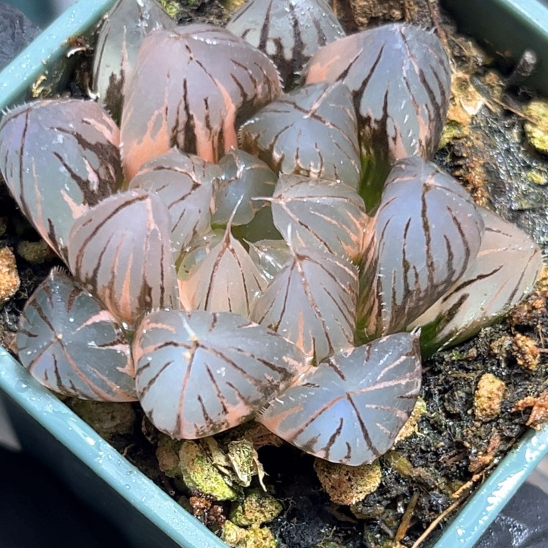 恭喜发财大吉大利560