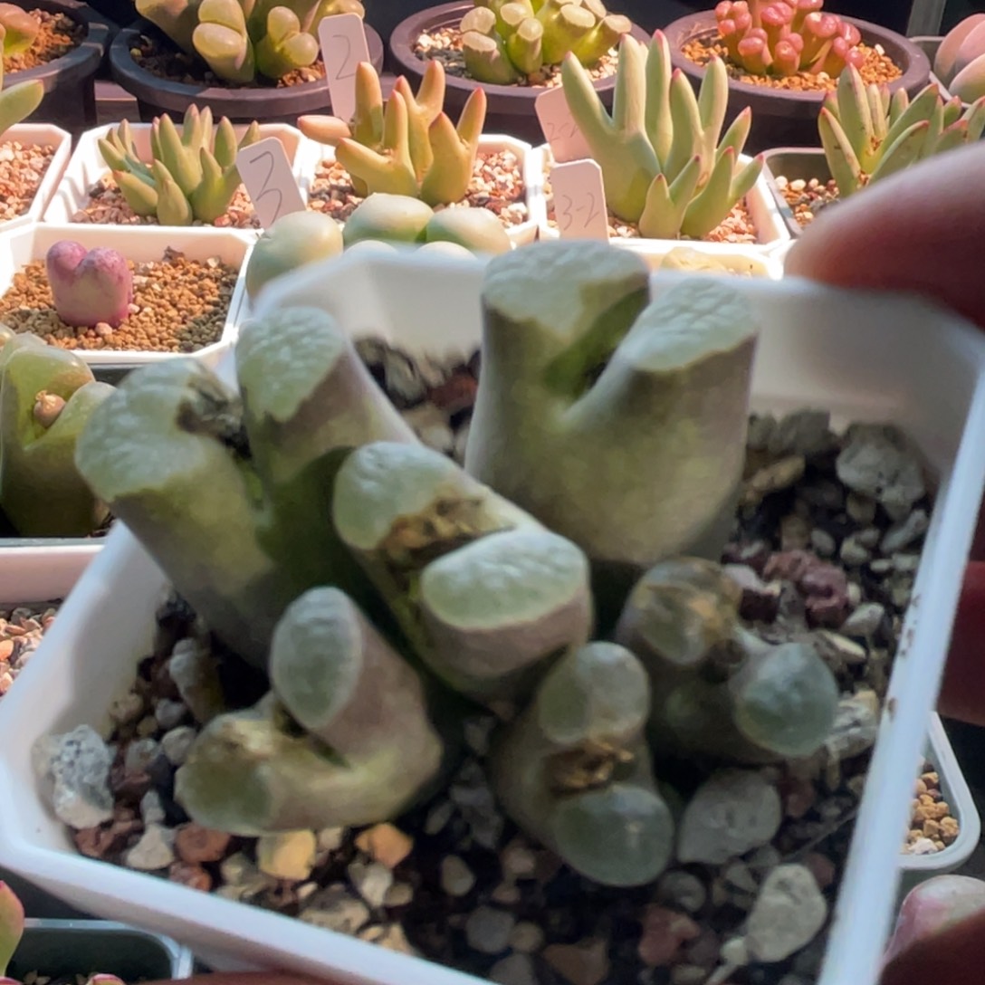 磁铁锦植物一物一拍