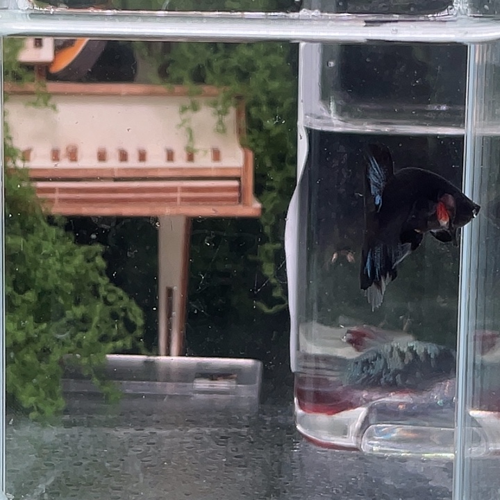 斗鱼听风观赏斗鱼